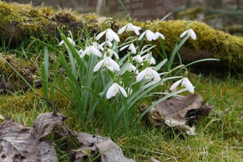 Snowdrops at the East Church Cromarty